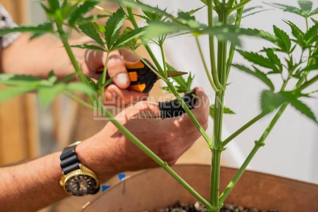 Pruning a cannabis plant and cutting above the node