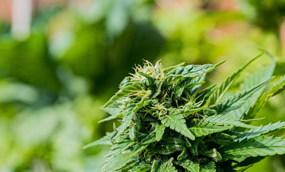 Closeup of a marijuana plant