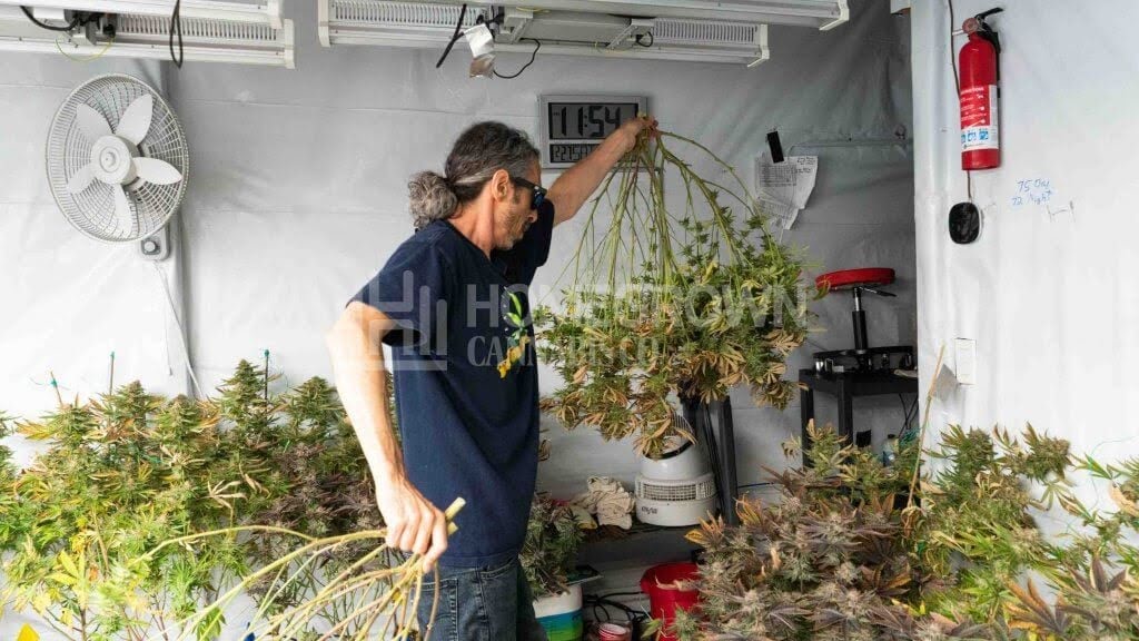 Kyle Kushma harvesting cannabis plants