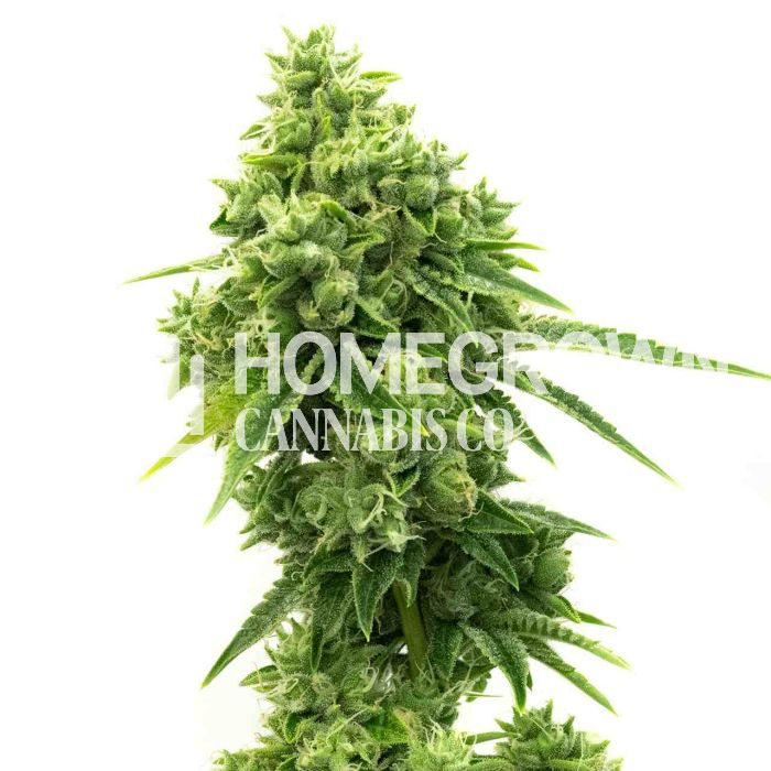 Blue Dream cannabis seeds feminized