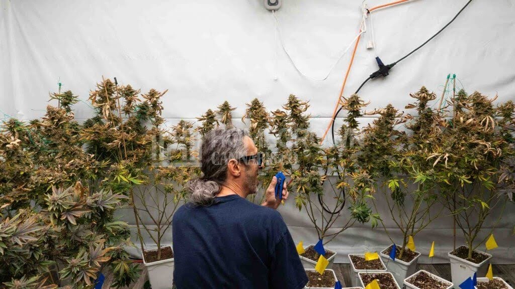 Kyle Kushman harvesting cannabis plants indoor