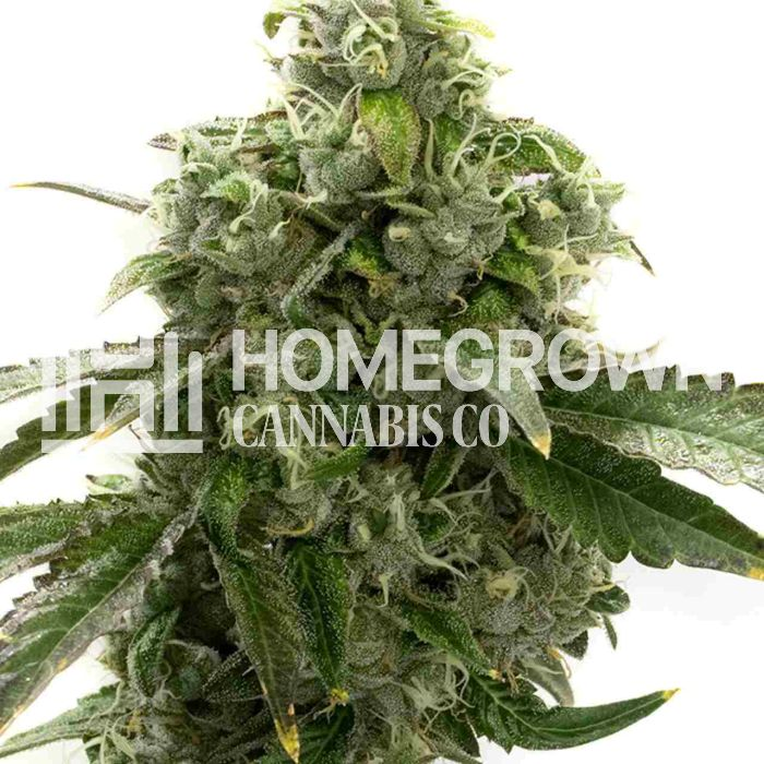 Blue Dream cannabis seeds feminized