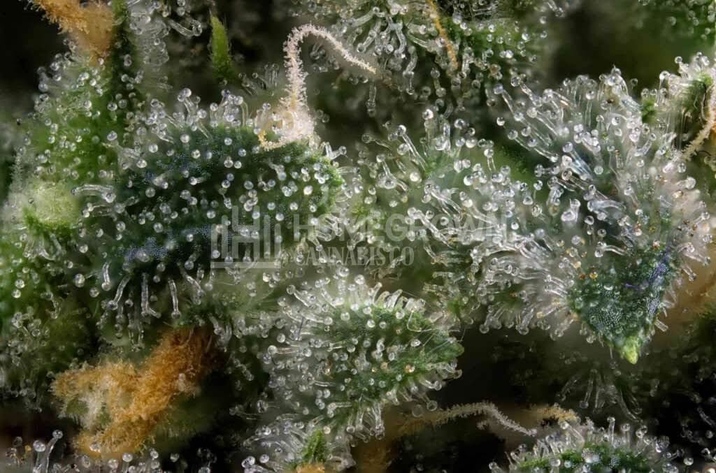 Closeup on marijuana plant trichomes