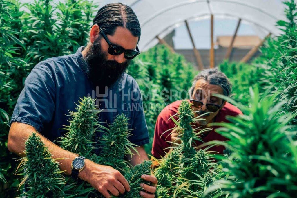 Parker and Kyle Kushman preparing for harvest cannabis outdoors