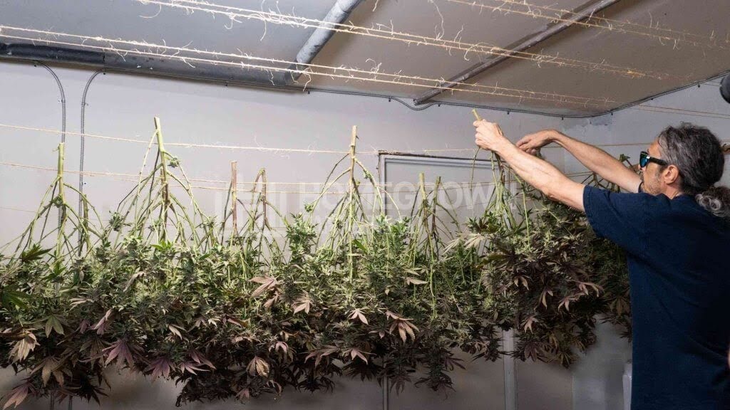 Kyle Kushman hanging harvested cannabis plants