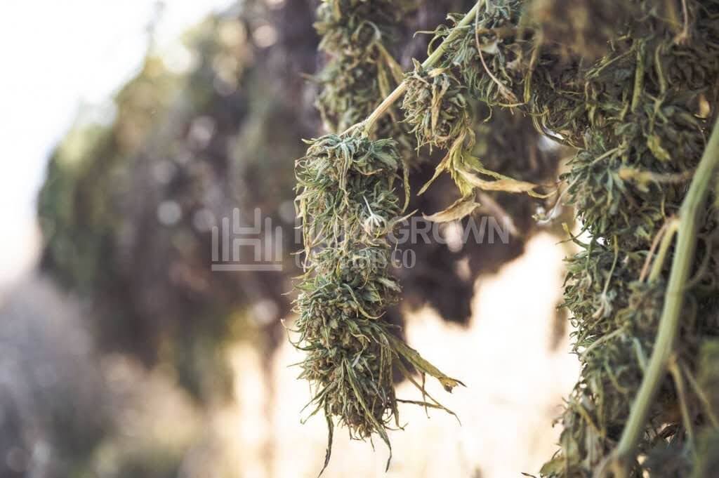 Drying Cannabis