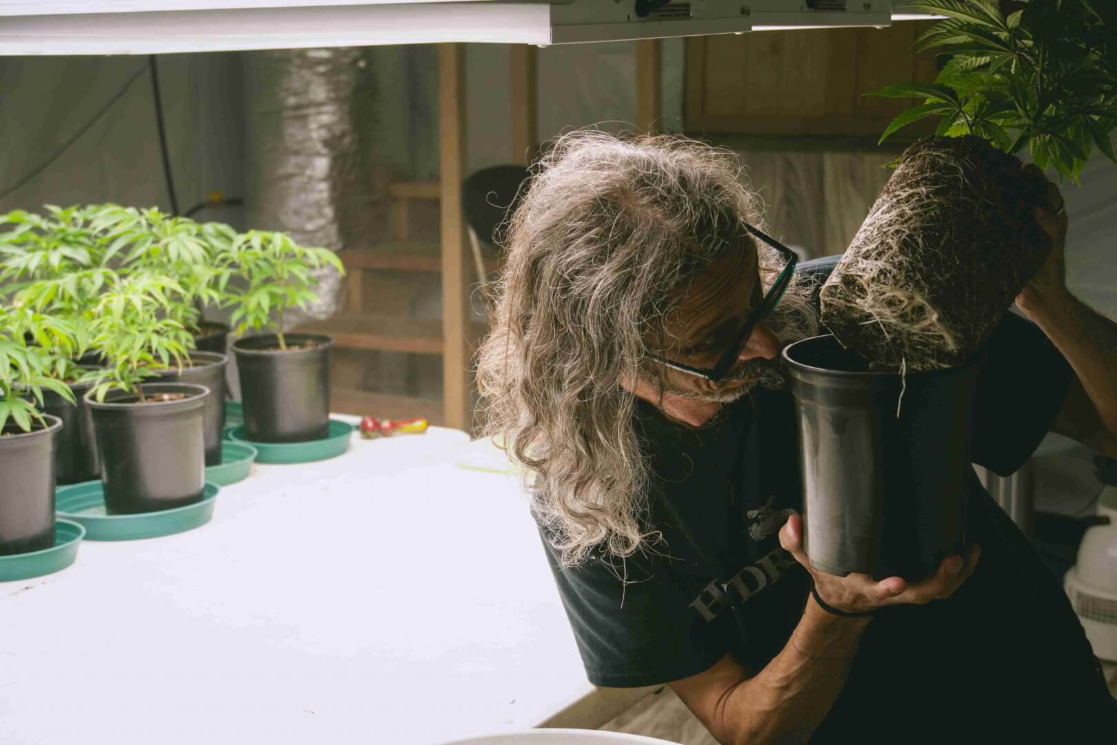 Kyle preparing to transplant cannabis