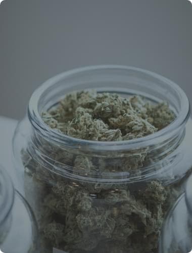 marijuana plant yield