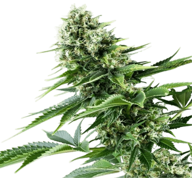 Gelato Cannabis Strain