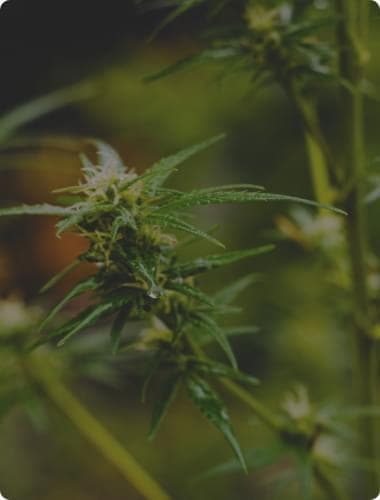 regular marijuana seeds