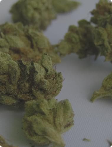 Autoflower Weed Seeds