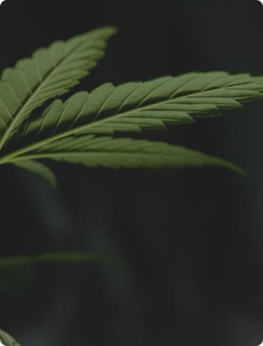 best marijuana seeds