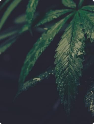 indoor marijuana seeds