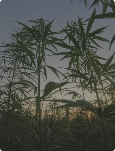 outdoor marijuana seeds