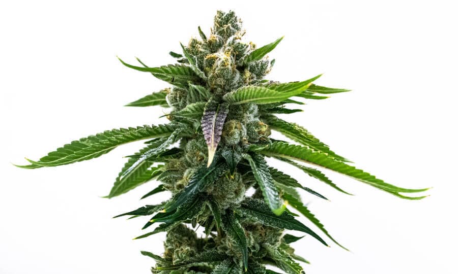 cms-discount-codes-description__image