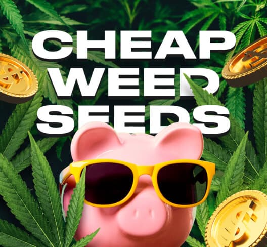 cms-discount-codes-promos-item__image