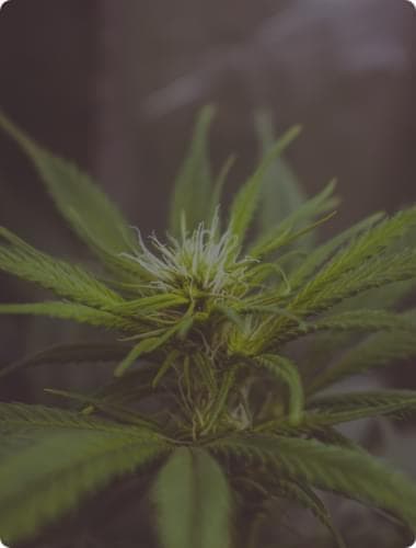 cbd marijuana seeds