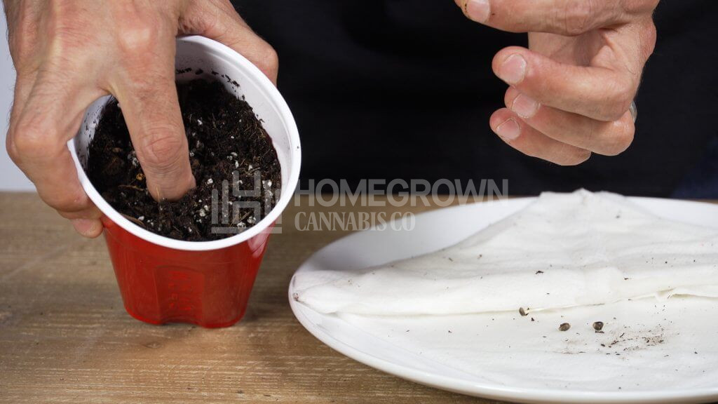 How to plant cannabis seeds into soil (2)